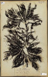 spécimen de Cystoseira selaginoides