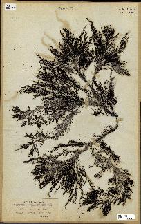 spécimen de Cystoseira selaginoides