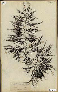 spécimen de Cystoseira selaginoides