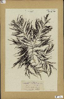 spécimen de Cystoseira selaginoides