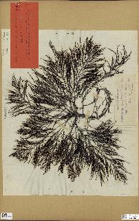 spécimen de Cystoseira selaginoides