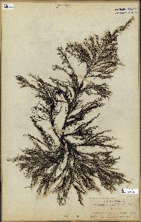 spécimen de Cystoseira selaginoides
