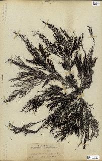 spécimen de Cystoseira selaginoides