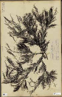 spécimen de Cystoseira selaginoides