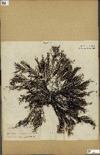 spécimen de Cystoseira selaginoides