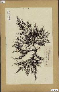 spécimen de Cystoseira selaginoides