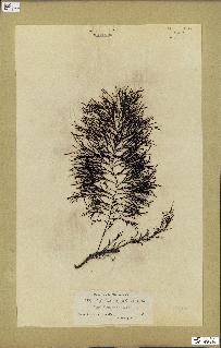 spécimen de Cystoseira selaginoides