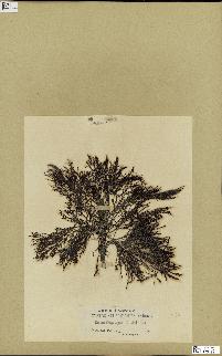 spécimen de Cystoseira selaginoides