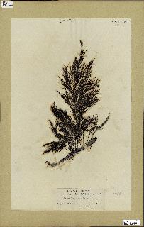 spécimen de Cystoseira selaginoides