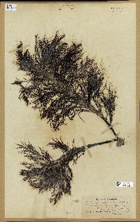 spécimen de Cystoseira selaginoides