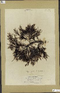 spécimen de Cystoseira selaginoides