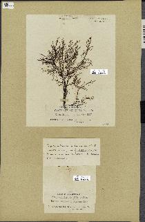 spécimen de Cystoseira selaginoides