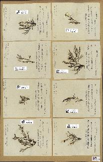 spécimen de Cystoseira selaginoides