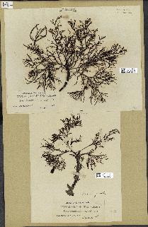 spécimen de Cystoseira selaginoides