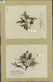 spécimen de Cystoseira selaginoides