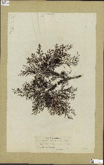 spécimen de Cystoseira selaginoides