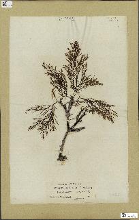 spécimen de Cystoseira selaginoides