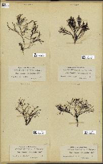 spécimen de Cystoseira selaginoides