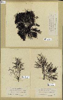 spécimen de Cystoseira selaginoides