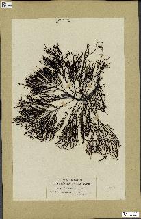 spécimen de Cystoseira selaginoides