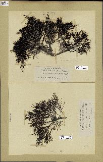 spécimen de Cystoseira selaginoides