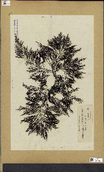 spécimen de Cystoseira selaginoides