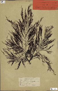 spécimen de Cystoseira selaginoides