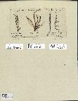 spécimen de Cystoseira selaginoides