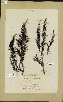 spécimen de Cystoseira stricta