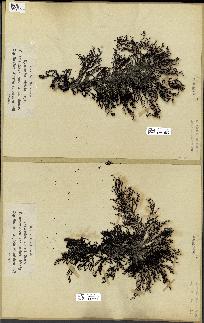 spécimen de Cystoseira stricta