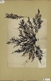 spécimen de Cystoseira stricta
