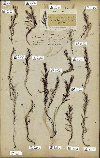 spécimen de Cystoseira amentacea