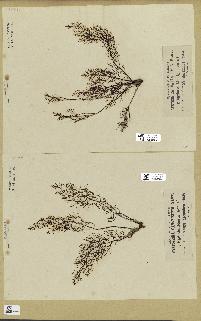 spécimen de Cystoseira canariensis