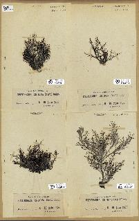 spécimen de Cystoseira crinita