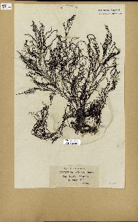 spécimen de Cystoseira spinosa