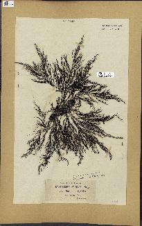 spécimen de Cystoseira spinosa