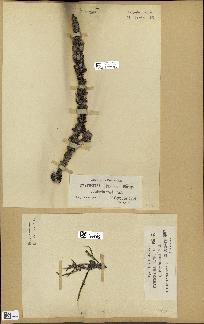 spécimen de Cystoseira spinosa