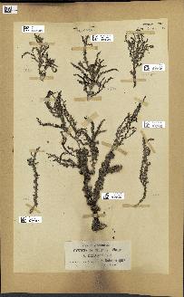 spécimen de Cystoseira spinosa