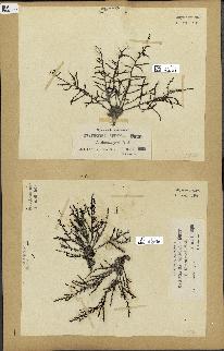 spécimen de Cystoseira spinosa