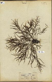 spécimen de Cystoseira spinosa