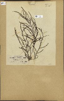 spécimen de Cystoseira spinosa