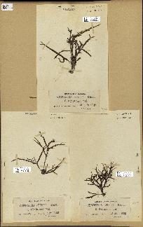 spécimen de Cystoseira spinosa