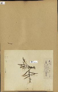 spécimen de Cystoseira spinosa