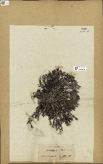 spécimen de Cystoseira spinosa