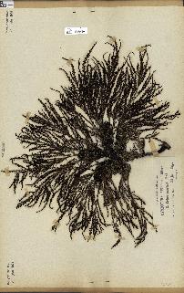 spécimen de Cystoseira spinosa