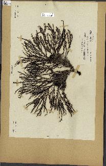 spécimen de Cystoseira spinosa