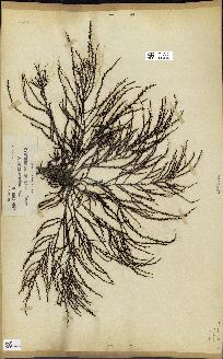 spécimen de Cystoseira spinosa
