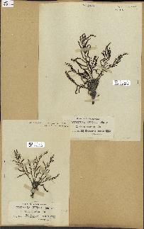 spécimen de Cystoseira spinosa