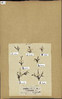 spécimen de Cystoseira spinosa
