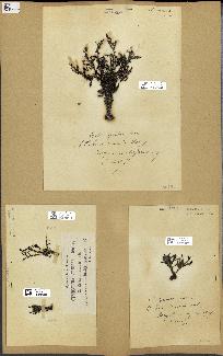 spécimen de Cystoseira spinosa